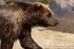 Alaska Grizzly Bear picture